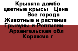 Крысята дамбо цветные крысы › Цена ­ 250 - Все города Животные и растения » Грызуны и Рептилии   . Архангельская обл.,Коряжма г.